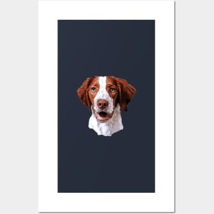 Brittany Spaniel Looking Gorgeous Posters and Art
